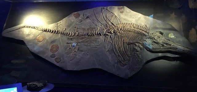 Die Forscherklasse 5d begibt sich auf die Spuren der Erdgeschichte Die Forscherklasse 5d begibt sich auf die Spuren der Erdgeschichte